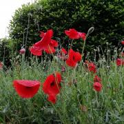 Coquelicots zoom