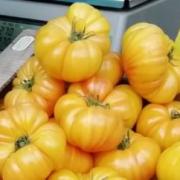 Tomates ananas