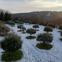 Img 20210105 085839 oliviers neige redimensionne