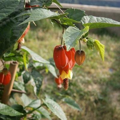 Abutilon megapotamicum Meneerke bloem, CC BY-SA 3.0 <https://creativecommons.org/licenses/by-sa/3.0>, via Wikimedia Commons