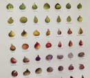 figues©verger conservatoire