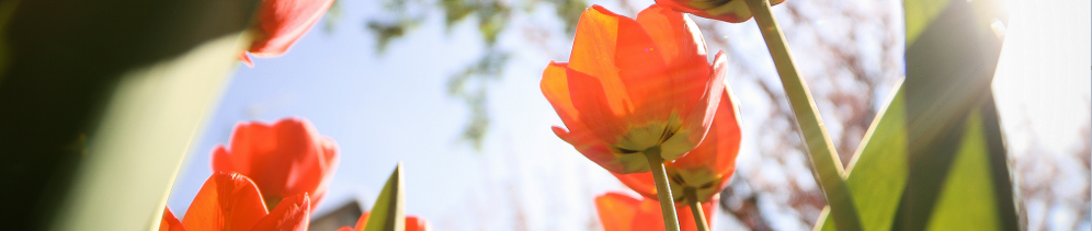 another tulips from below picjumbo