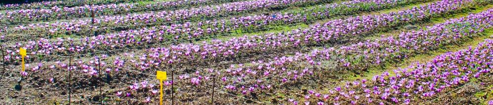 les plantations safran d'Anduze©Safran d'Anduze