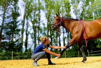 Chloé Lefort, ostéopathie animale