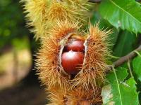 frucht der edelkastanie©wikimedia commons