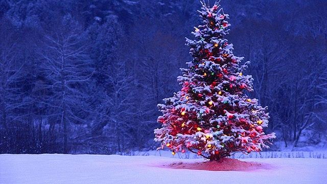 640px christmas tree in field