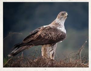 Aigle de bonelli smgg guillaumefrechet