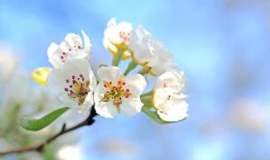Apple blossom©kie ker en pixabay