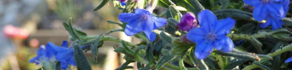 Lithodora©nb UzEssentiel