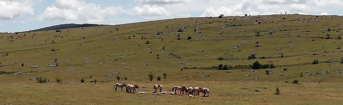 The Causse Méjean and the Przewalski's horses