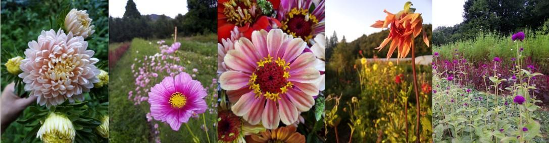 Les fleurs de Prune, ou l’amour des fleurs des Cévennes