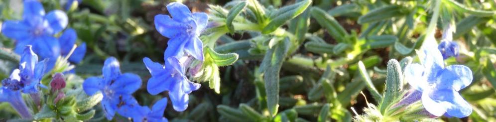 Lithodora©nb UzEssentiel