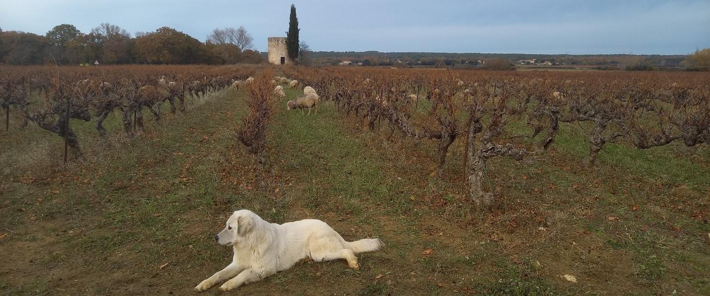 Bandeau troupeau avec chien ausardier aubussargues 01 22