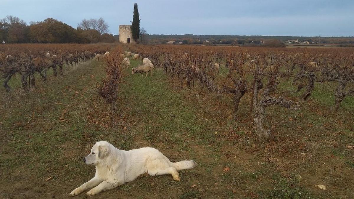 Ecopasture in the Bourdic vinyard