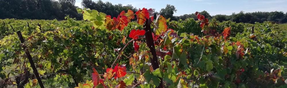 Bandeau vignes blauzac proche colline la librotte uzessenteil 1