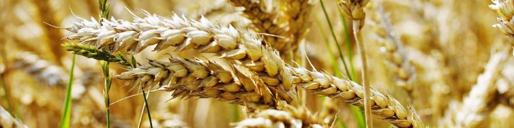 Bd le pain de la capelle wheat tobias frick de pixabay edited 1
