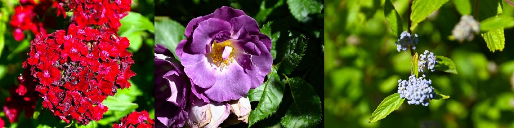 Visite du jardin du Mas des Tilleuls... en un clic !