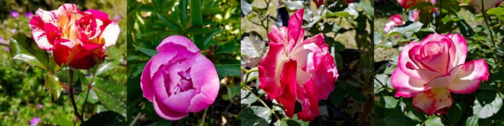 Bd mas des tilleuls rosiers nb edited