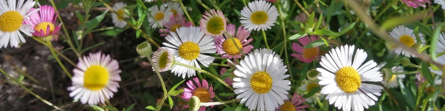 L'aromathérapie de printemps... en un clic !