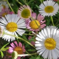 L'aromathérapie de printemps... en un clic !