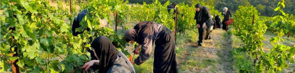 Bd solan vigne
