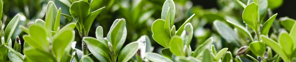 Detail of a green buxus bush©picjumbo