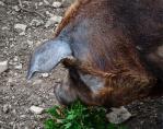 ferme de figueirole©nb UzEssentiel