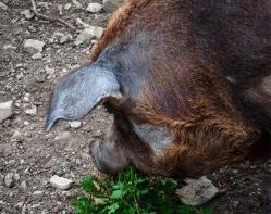 ferme de figueirole©nb UzEssentiel