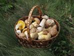 Edible fungi in basket 2012©wikimedia commons