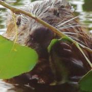 Extrait du film documentaire sur le castor nb