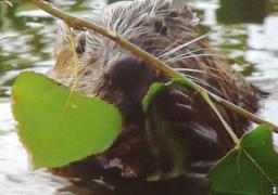 Extrait du film documentaire sur le castor nb