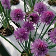 Fleurs de ciboulette et abeille