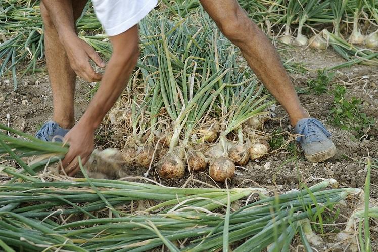 L'oignon doux des Cévennes