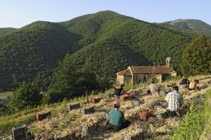 Gard4120 france languedoc roussillon gard cevennes taleyrac recolte oignons doux des cevennes exploitation de la famille jeanduboisberranger