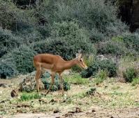 Gazelle©nb UzEssentiel