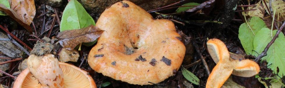 Belles récoltes pour les champignons urbains