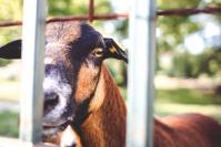 Goat looking over the fence picjumbo com