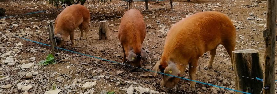 ferme de figueirole©nb UzEssentiel