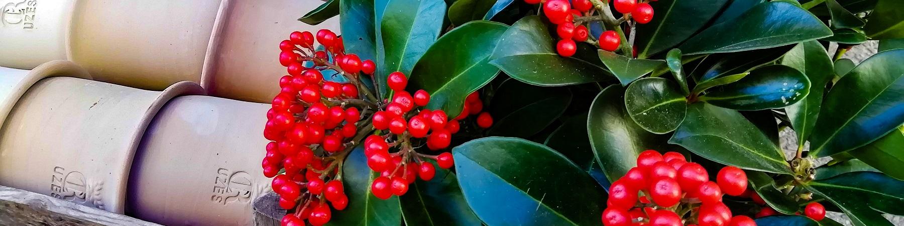 Fleurs de décembre