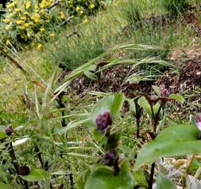 Jaune ciel jardin