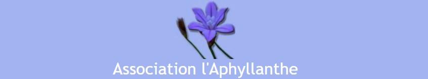 L aphyllanthe 09 2021