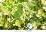 Linden tree flowers clusters tilia©pixabay