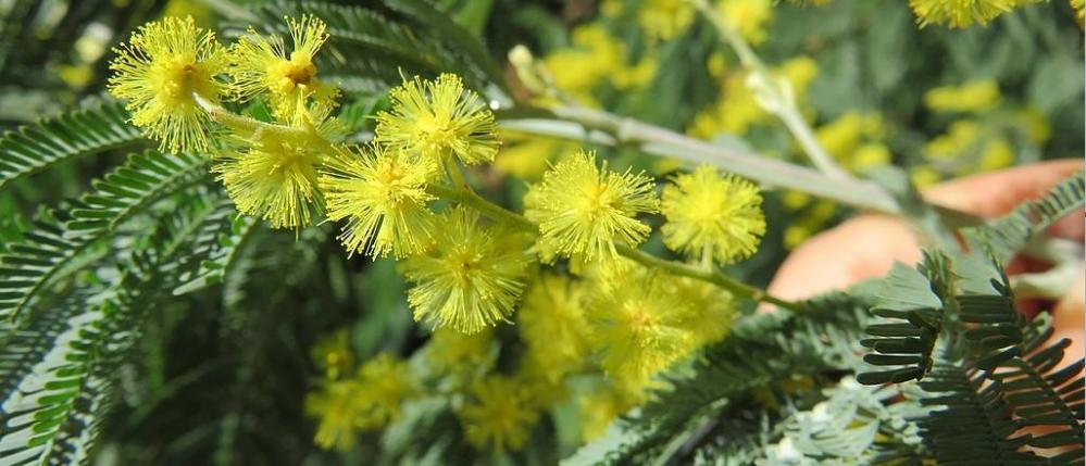 Mimosa Balles2601 / Wikimedia Commons / CC BY-SA 4.0, CC BY-SA 4.0 <https://creativecommons.org/licenses/by-sa/4.0>, via Wikimedia Commons