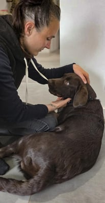 Nymphea protin osteopathie animaliere 3 edited chien