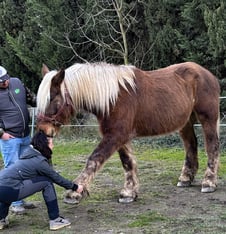 Nymphea protin osteopathie animaliere 5 edited cheval