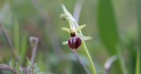 Ophrys occidentalis©smgg antoine barron 491x258