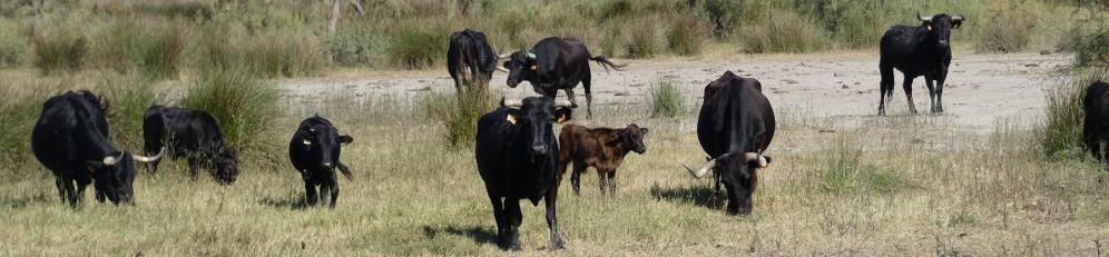 Manade de taureaux di biou, Les délices de Scamandre©nb UzEssentiel