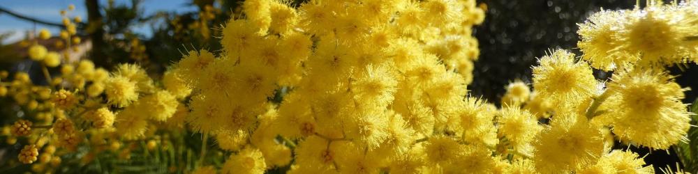 Mimosa en fleurs à Uzès