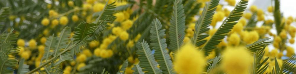 Mimosa en fleurs à Uzès