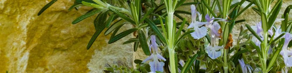 Romarin du jardin